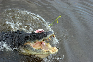 Jumping Crocodile, Darwin